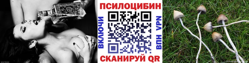 Купить где  Гай  Галлюциногенные грибы Psilocybe 